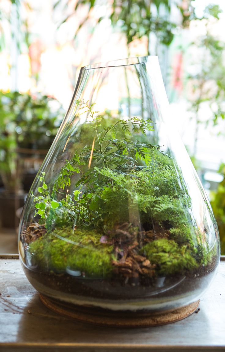 terrarium