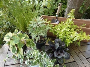 jardiniere-automne-plantes