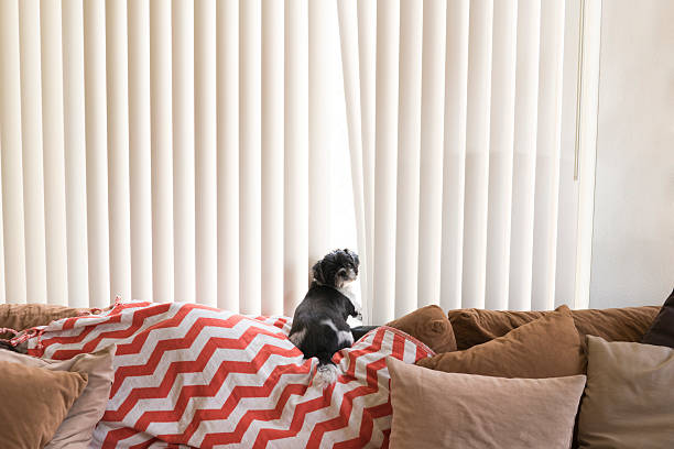 Stores californiens en PVC avec un petit chien qui regarde la caméra